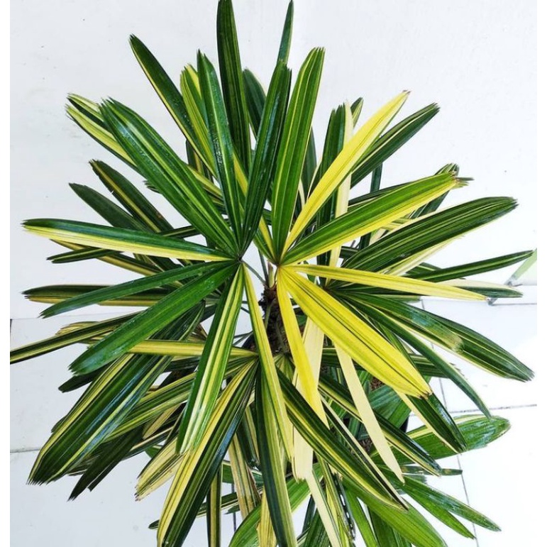 tanaman indoor palem regu varigata