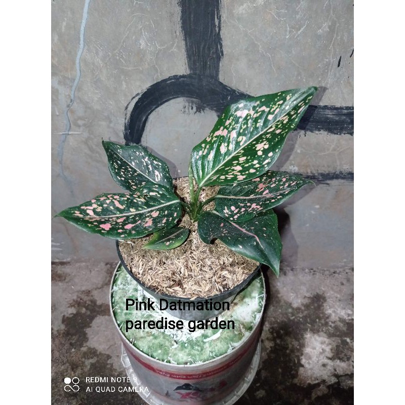 Aglonema Pink Dalmation