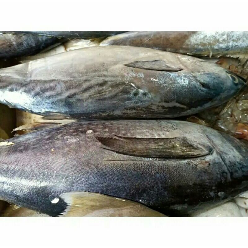 

Puri Segar Shop, Ikan Tongkol Basah Segar / 500 Gram (ORDERAN PAGI HARI)