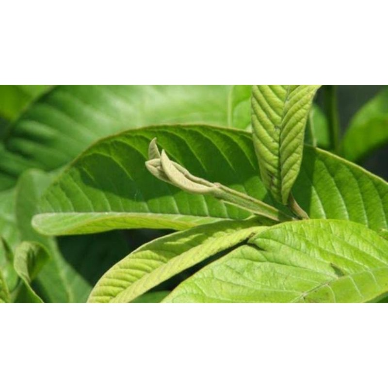 

Daun Jambu Biji Segar 100gram