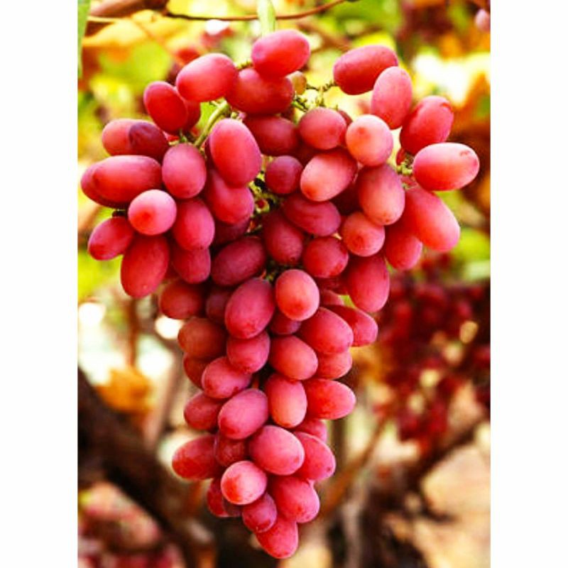 bibit anggur import autumn pink(tanpa biji)