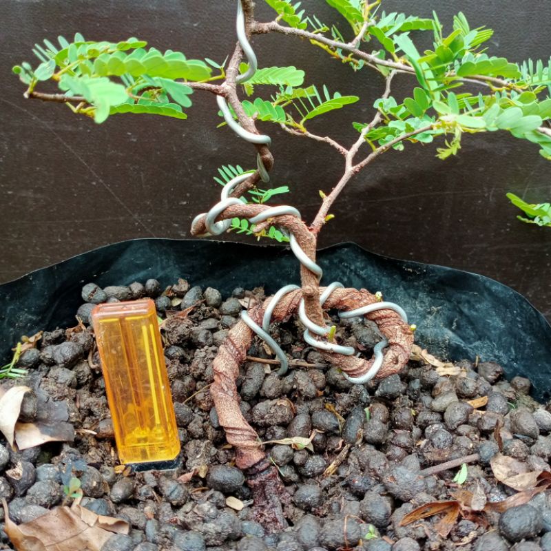 bahan bonsai asam Jawa program akar pecah batang