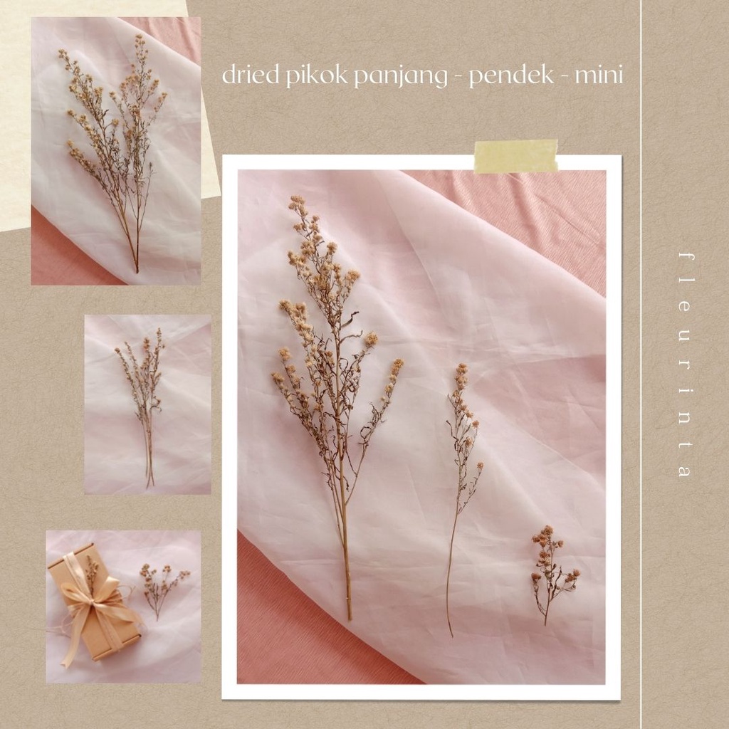 DRIED FLOWER PIKOK | PIKOK KERING NATURAL | PIKOK PANJANG PENDEK MINI | FLEURINTA