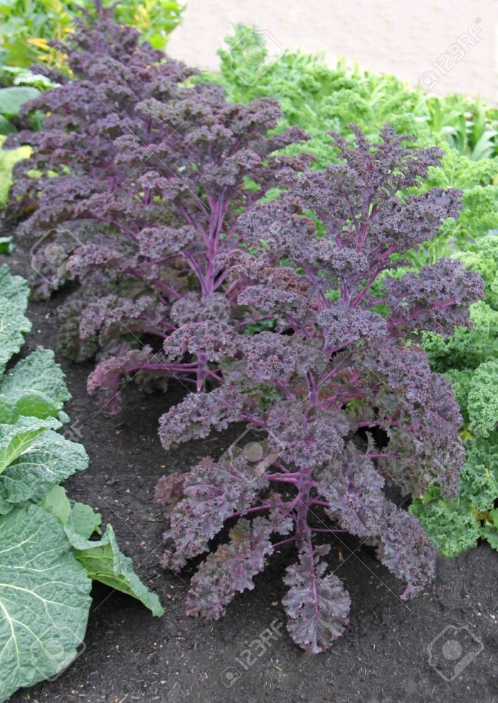 Benih-Bibit Kale Keriting Merah Scarlet (Haira Seed)