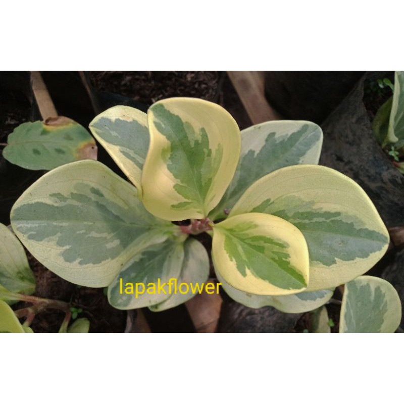 PEPRONIA DOLAR VARIGATA