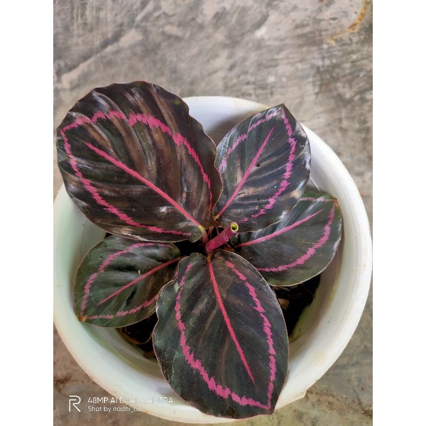 calathea black lipstick