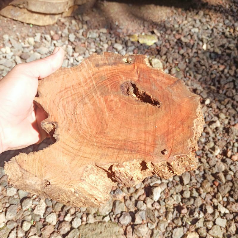 Teak Wood Slice / Potongan Kayu Jati Abstrack Full Galih 20-25x3cm