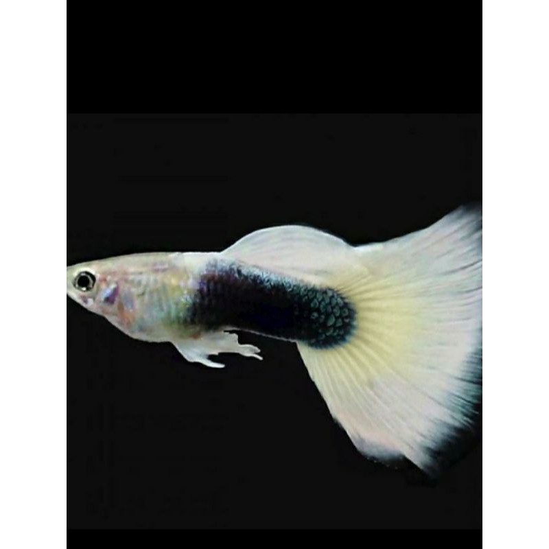 

Ikan hias guppy hb white sepasang siap brojol
