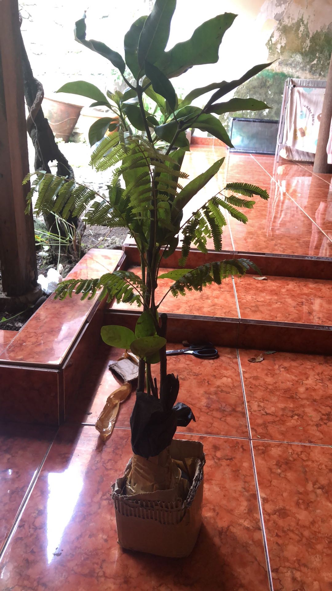 Bibit Mangga Alpukat Supermurah