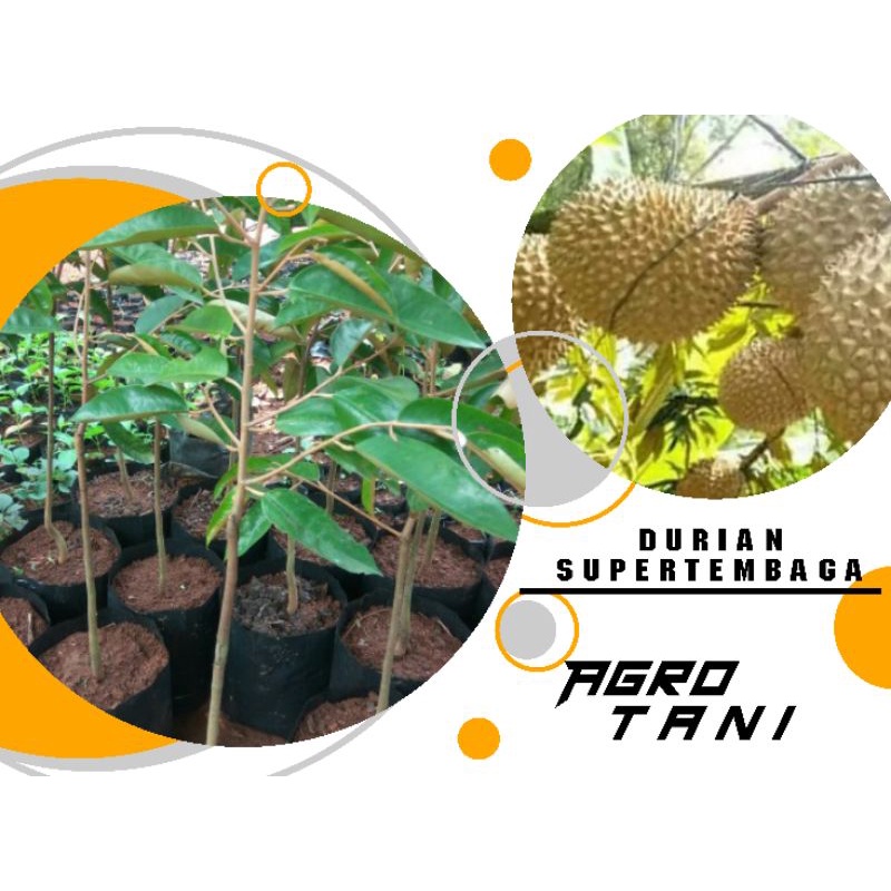 bibit durian super tembaga