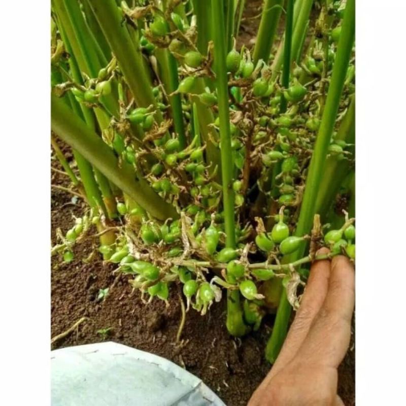 bibit KAPOL INDIA MURAH