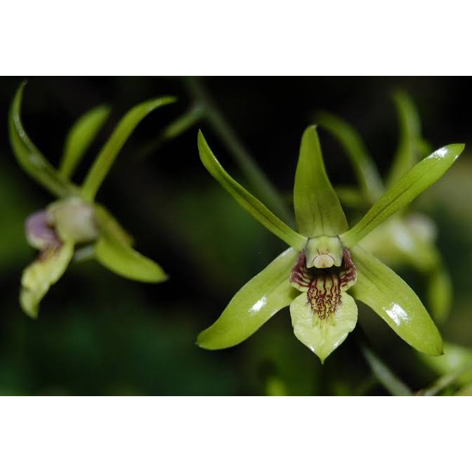 anggrek spesies dendrobium capra