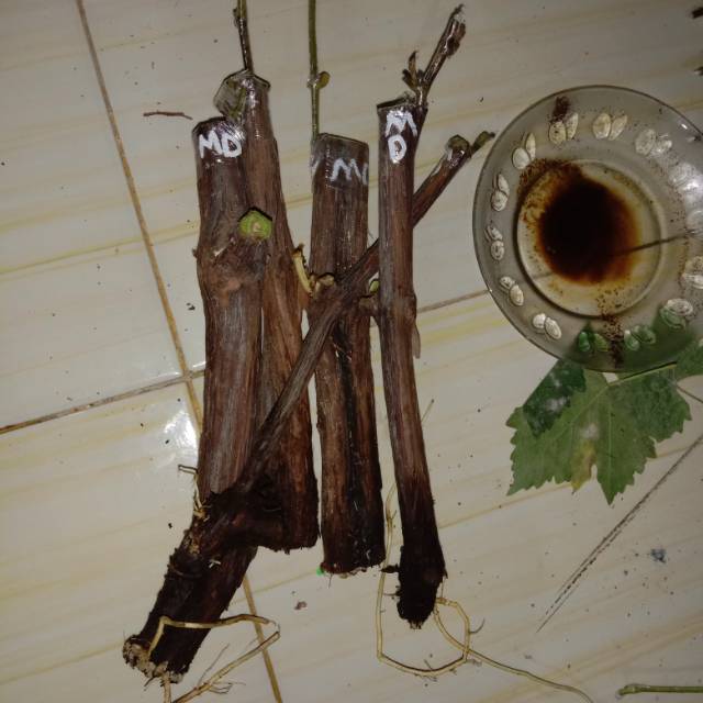 Cutting grafting anggur mondroop