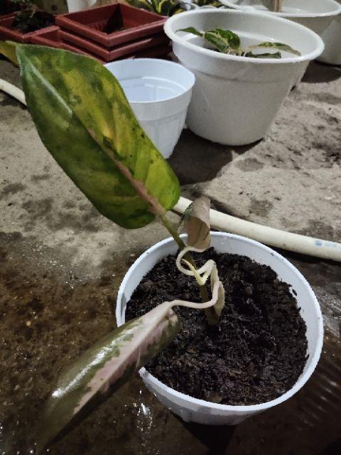 Aglonema Kochin Aglaonema Cochin