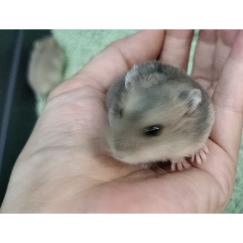 Hamster winter golden red eye, argente red eye ,sapphire black eye, white pearl black eye