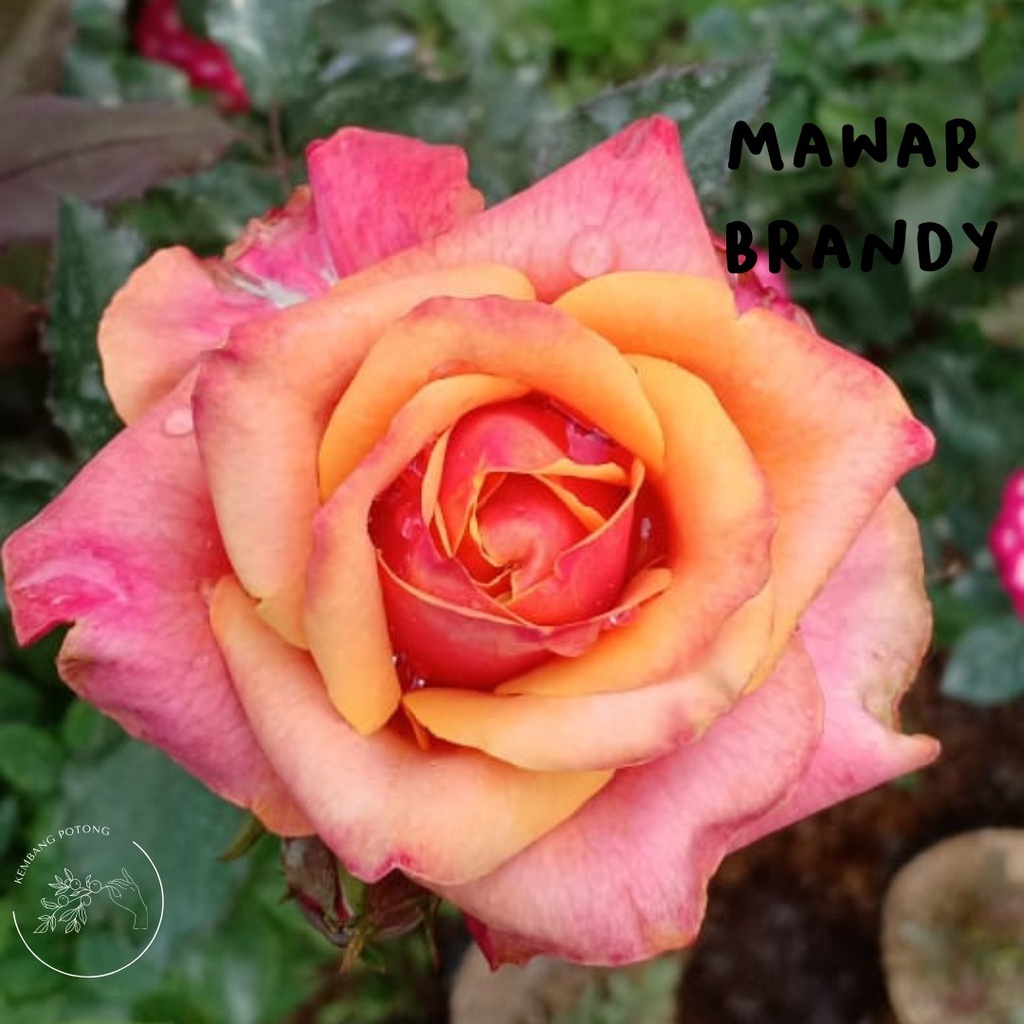 BIBIT mawar MURAH warna BRANDY sudah BERBUNGA/KUNCUP  (bukan bunga potong)