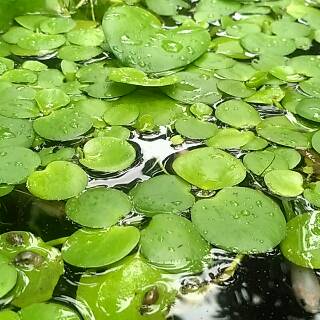 Frogbit amazon tanaman  air tanaman  ikan cupang  