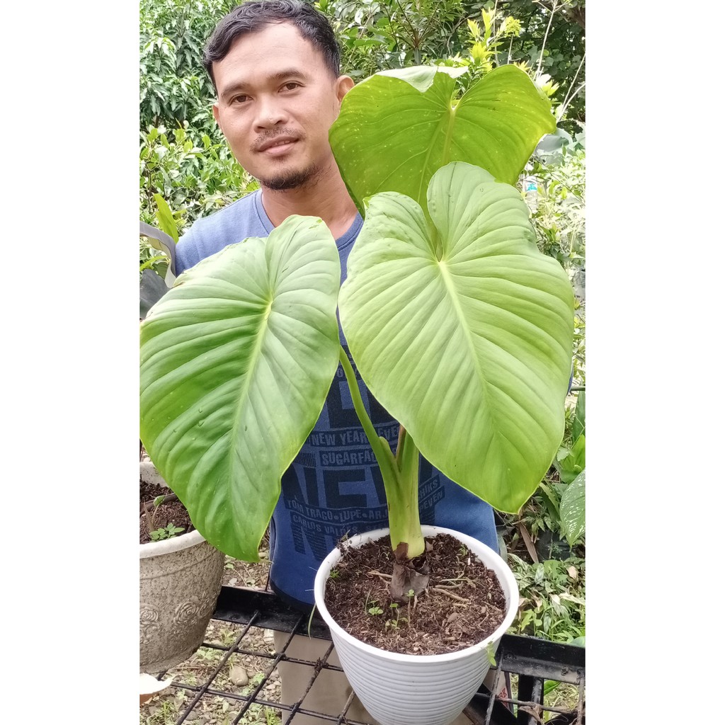 Homalomena Rubescens