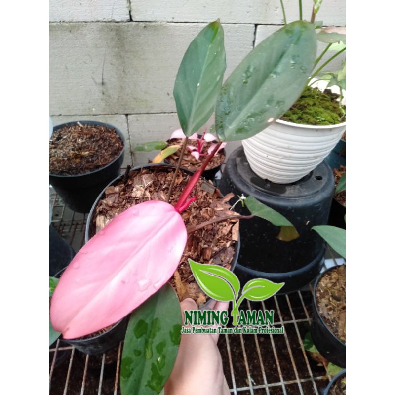 Philodendron Dark Lord/Philo Pink besar/tanaman hias