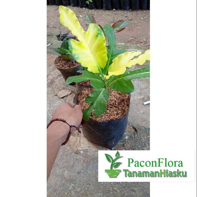 TANAMAN HIAS PURING TERANG BULAN / TERANG BULAN PURING