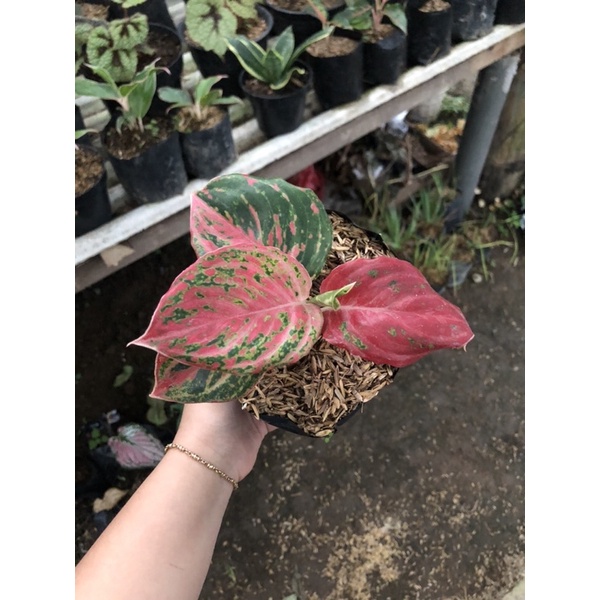 aglaonema butterfly mutasi daun mangkok