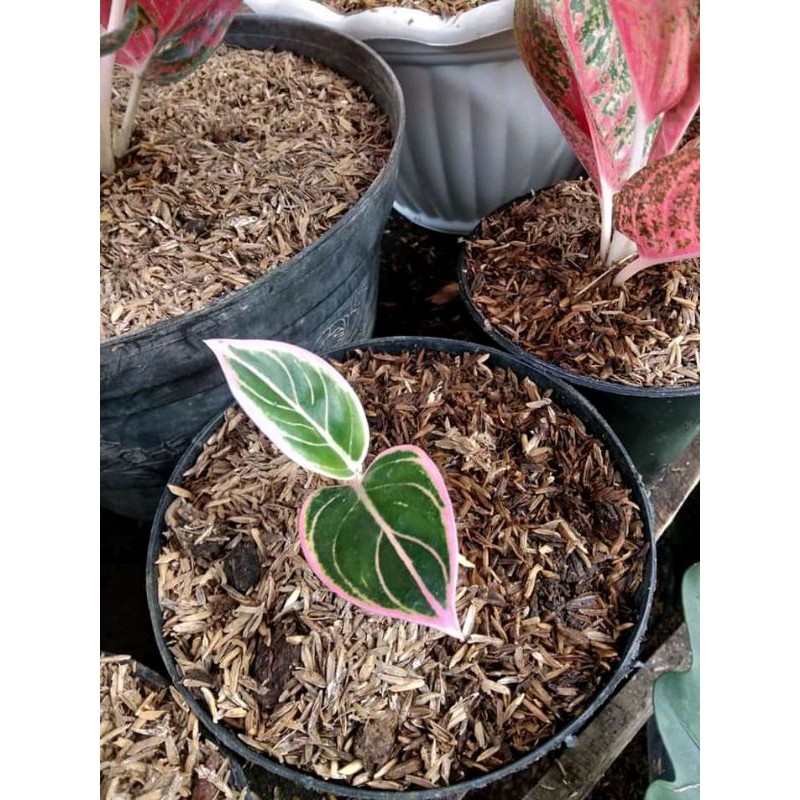 bonggol aglonema lotus asli