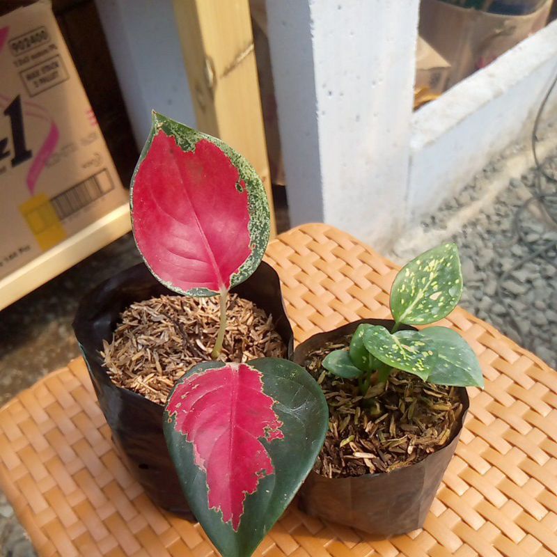 paket aglonema bibit