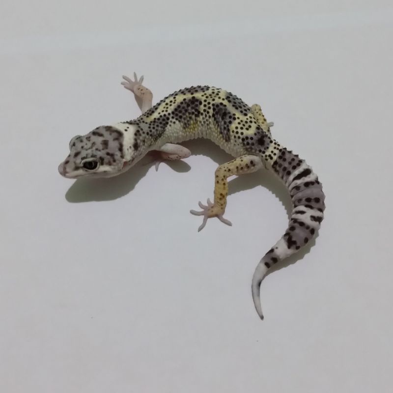 [Free Kalsium] Leopard Gecko Mack Snow Lemon Frost