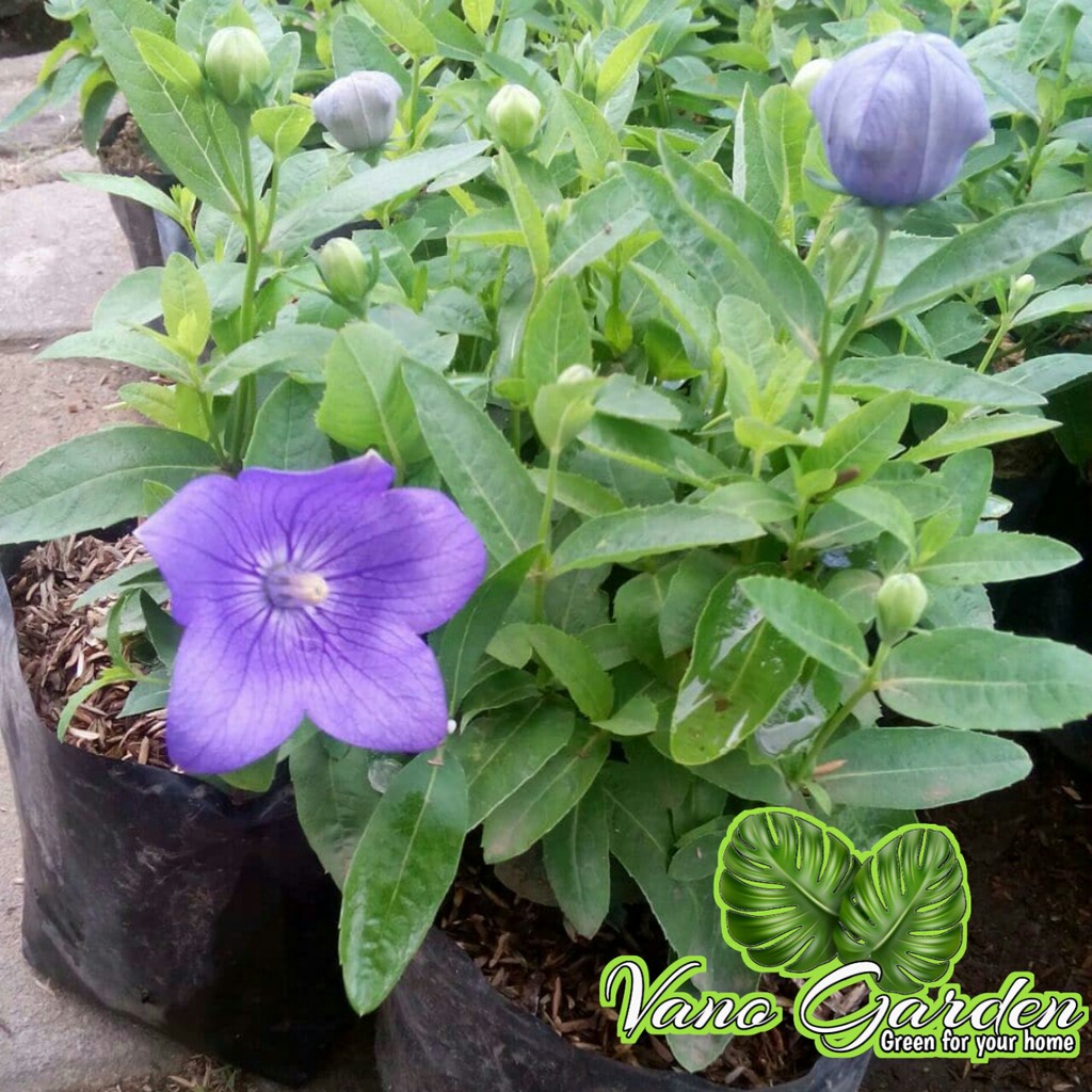 

bunga starblue