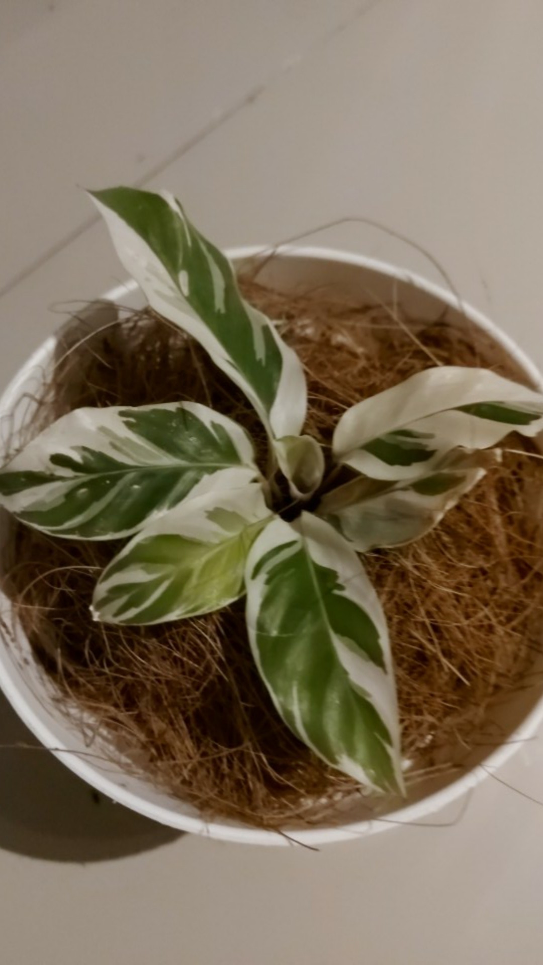 Calathea Tissue White Fussion