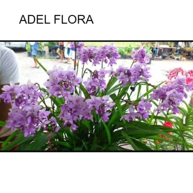 PROMO Anggrek tanah ( spathooglothis ungu muda ) murah