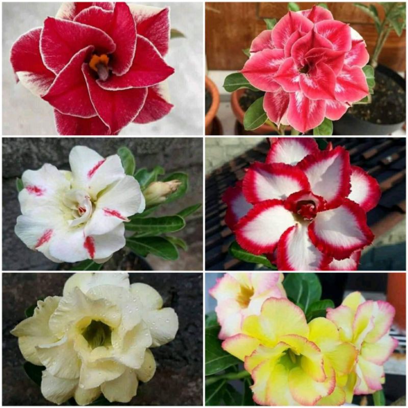 tanaman hias bibit adenium - paket 6 pohon bibit adenium