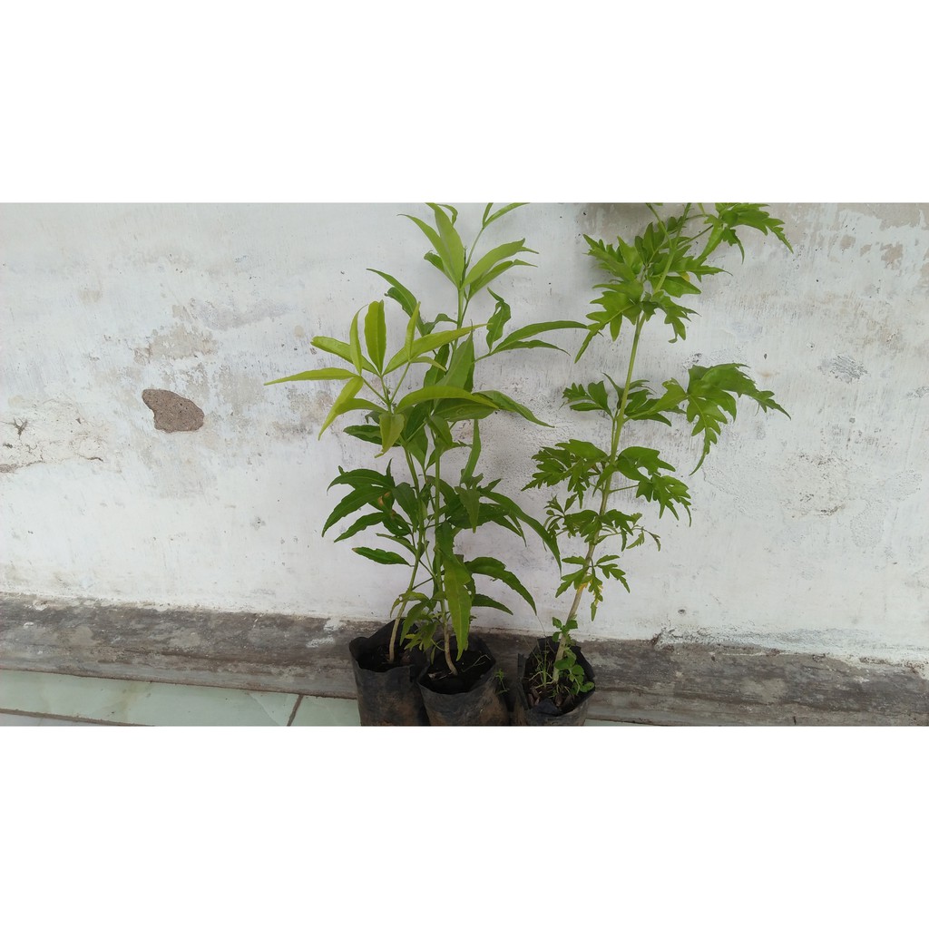 Bibit Pohon Cendana Bali