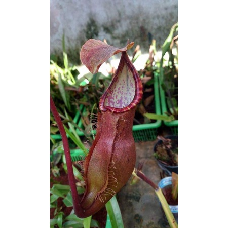 Biji Benih Seed Nepenthes Longifolia x Sumatrana