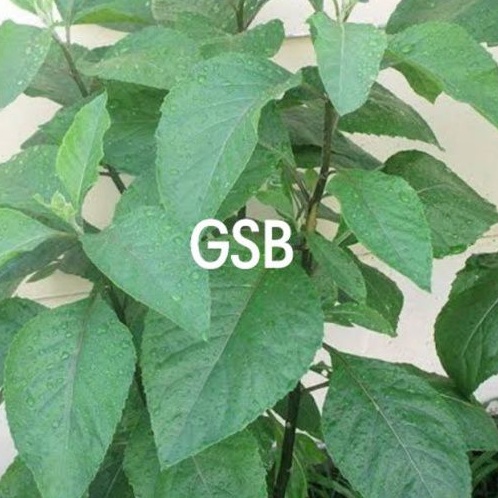 

Daun afrika selatan daun afrika segar isi 50 lembar petik langsung kirim