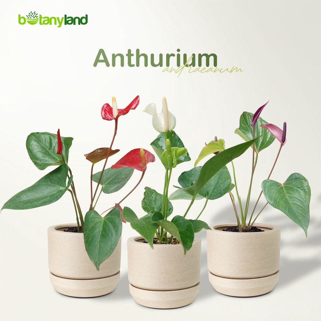 Tanaman Hias Anthurium - Anthurium Bunga - Anthurium andraeanum - Tanaman Bunga