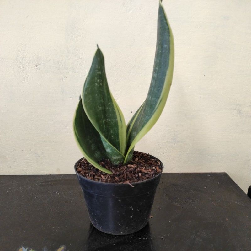Sansivera Gold Flame