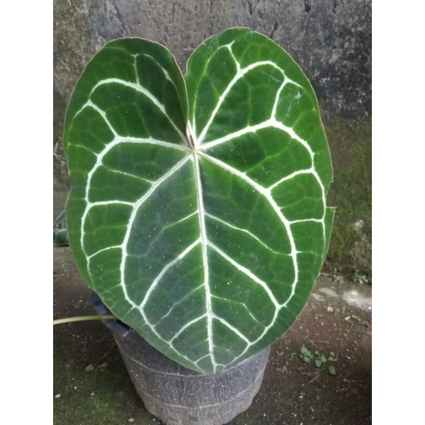 anthurium kuping gajah crsitalinum list merah