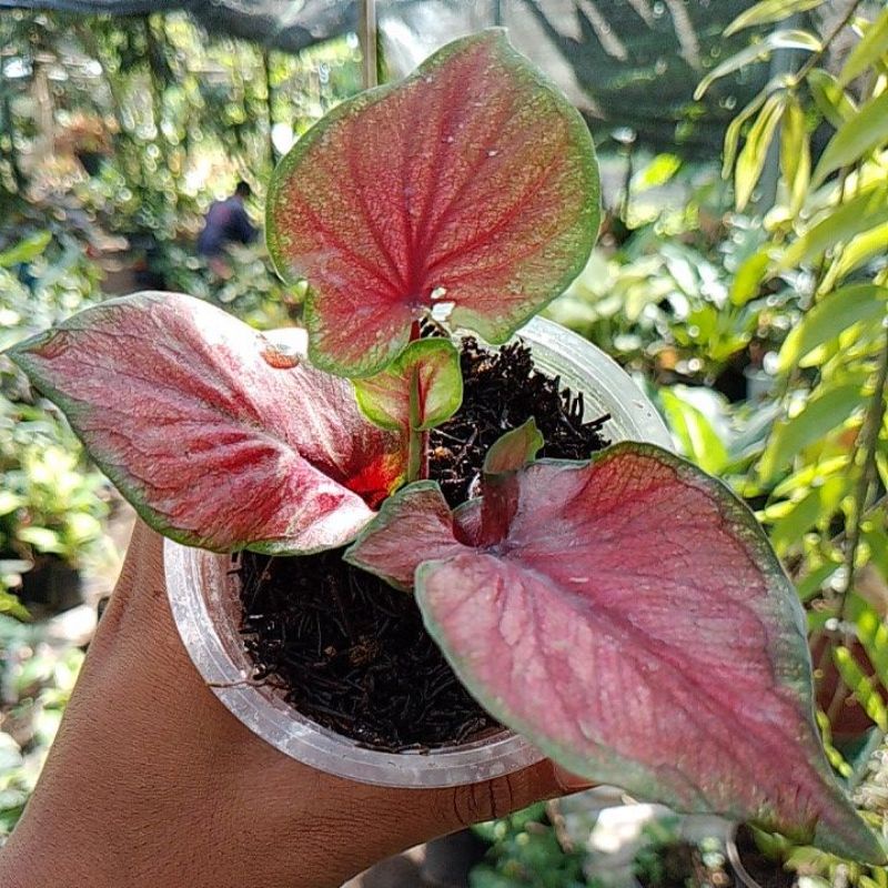 Tanaman Hias Caladium Red Jaguar Daun Ganda / Dobel Live ukuran Bibitan