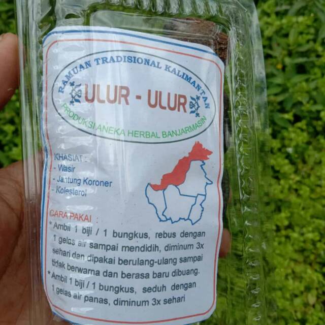 Ulur-ulur obat wasir obat ambiyen obat jantung obat kolestrol herbal kalimantan asli
