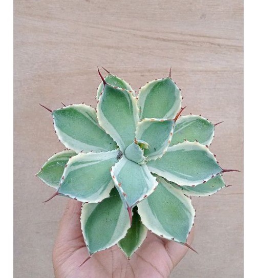 Sukulen Agave Pot 10