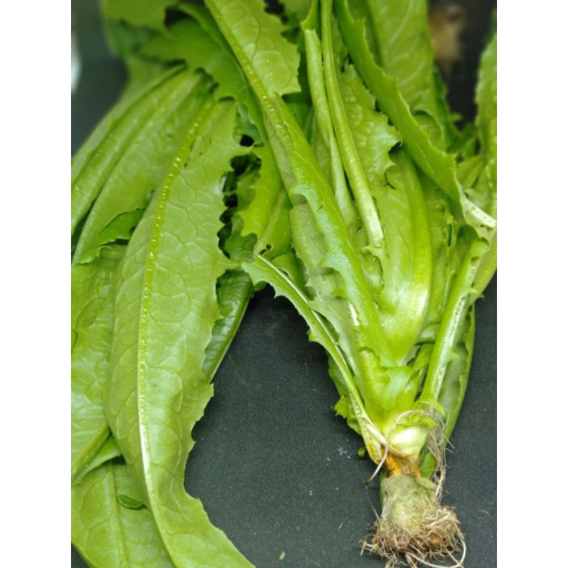 

SELADA WANGI / SIOMAK