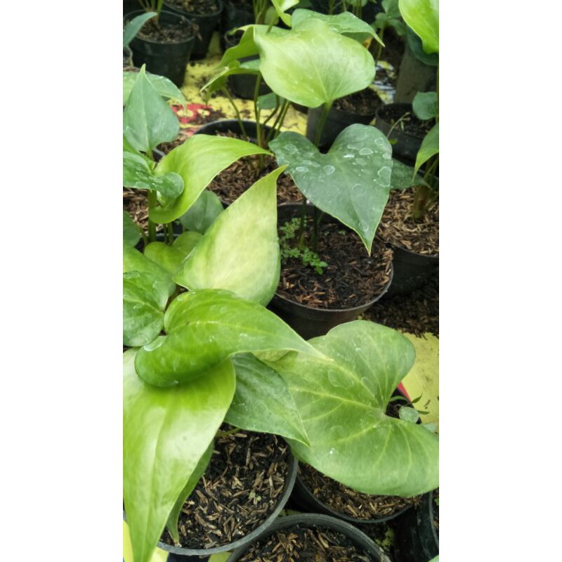 bibit anturium corong