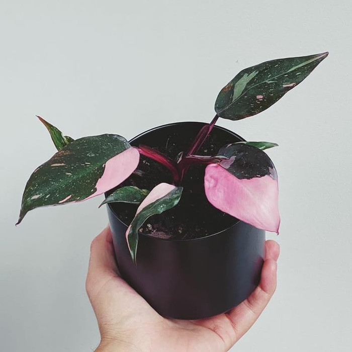 PHILODENDRON PINK PRINCES | TANAMAN KOLEKSI | TANAMAN LANGKA