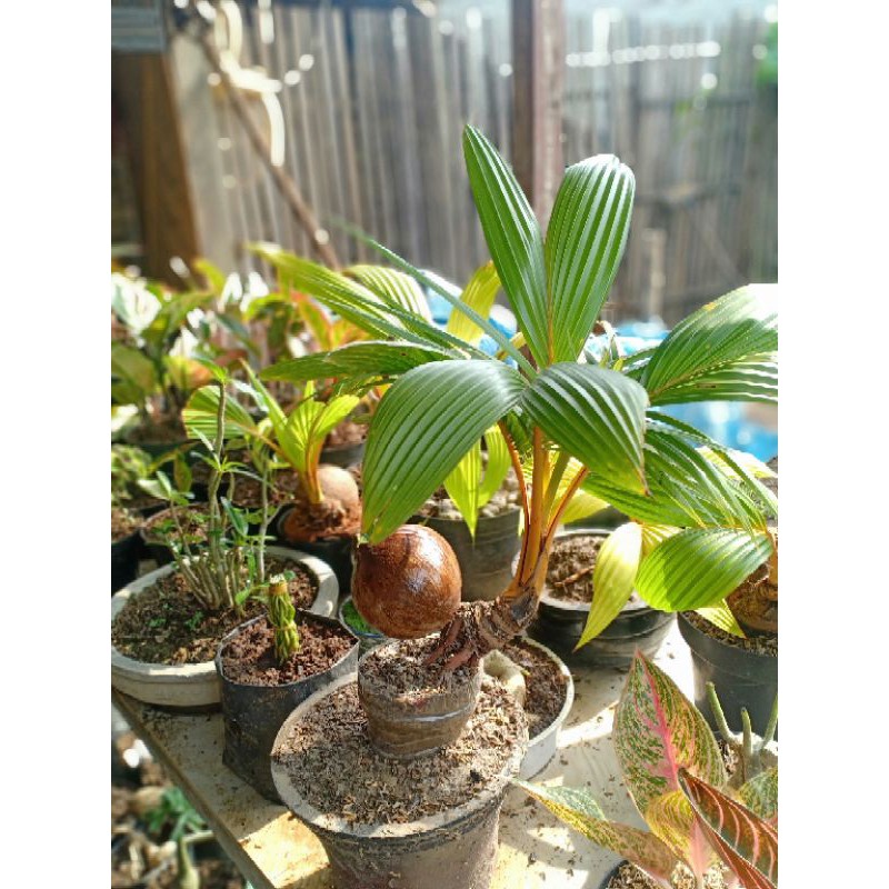 BAHAN BONSAI KELAPA GADING ORANGE/KUNING