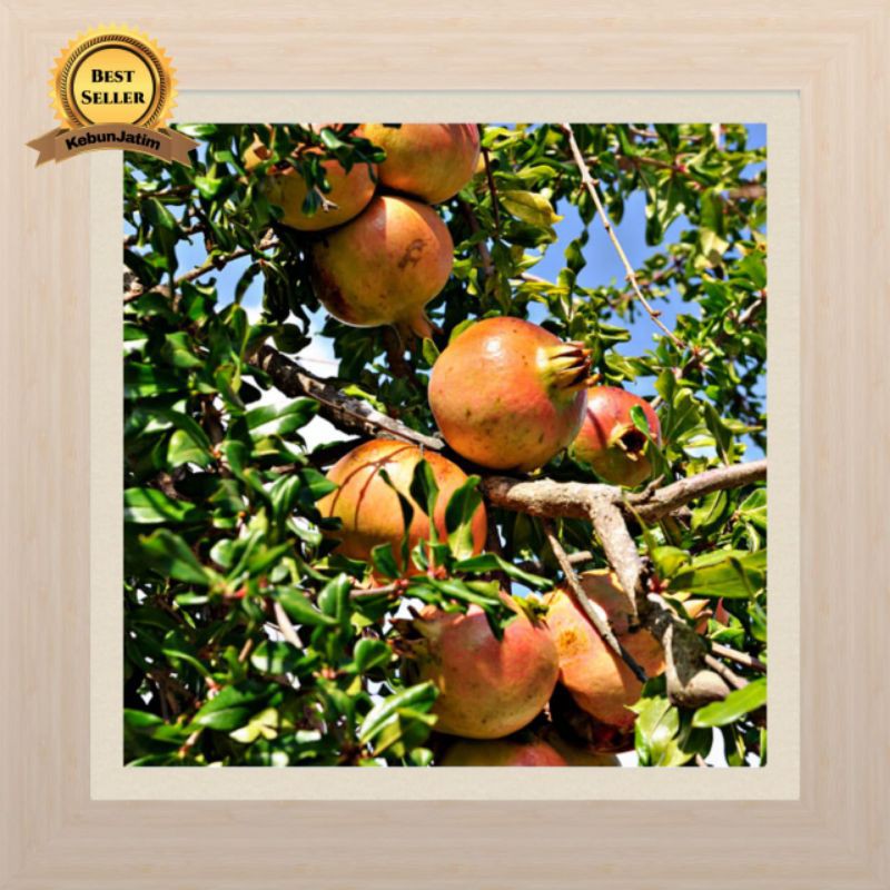 Tanaman buah delima merah