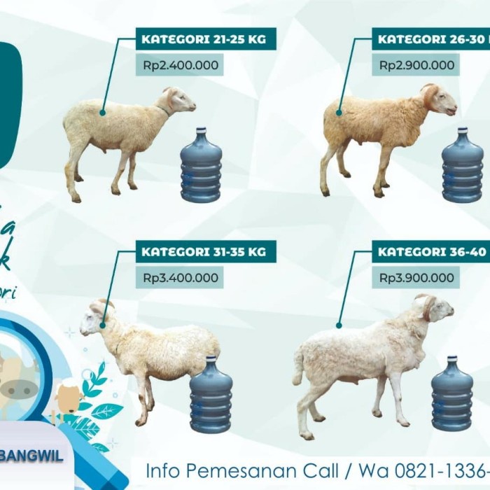 

Hewan Qurban Domba Grade C 28-30kg Murah Free ongkir Jabode