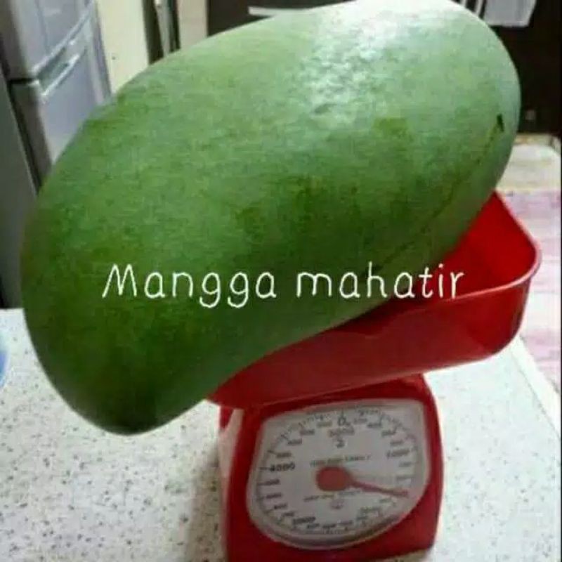bibit mangga mahatir 1 meter