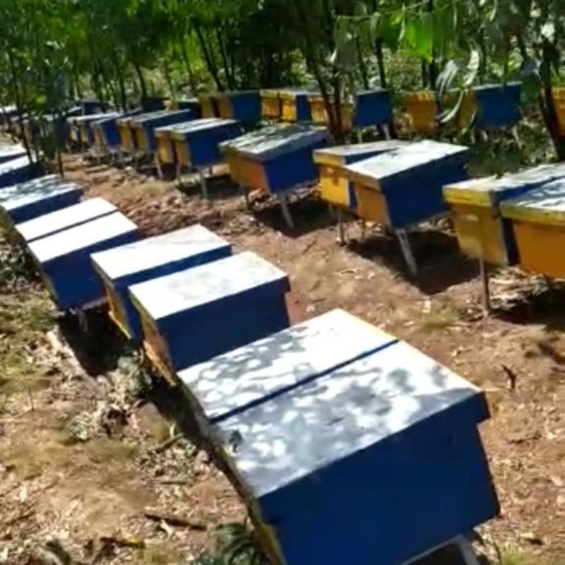

Madu Hutan Aksia asli Riau murni 100% garansi uang kembali