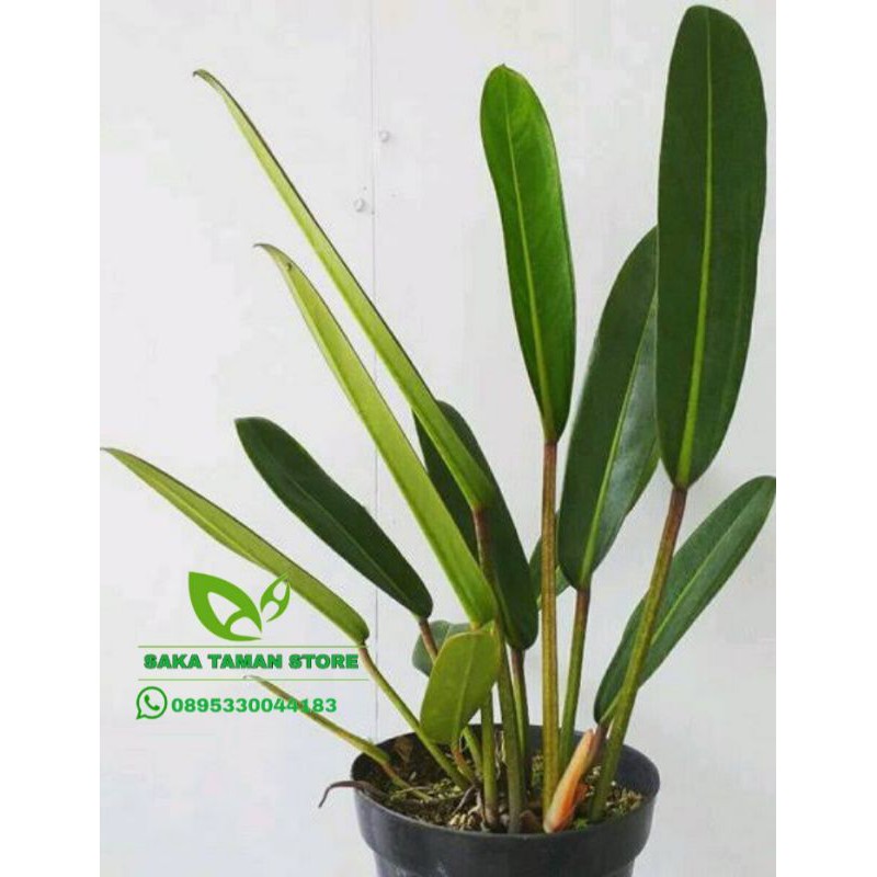 Philodendron Callosum / tanaman hias / pohon philo colusum pohon koleksi